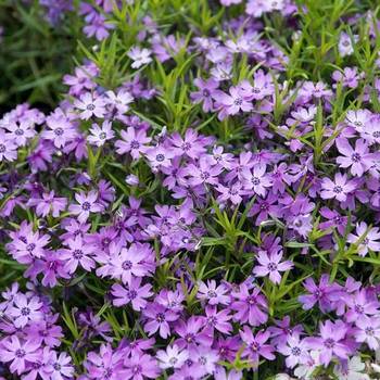 Флокс Phlox subulata ‘Purple Beauty’